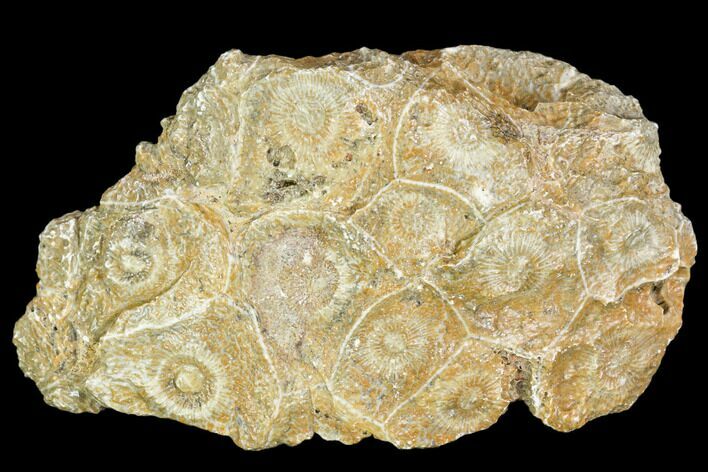 Fossil Coral (Actinocyathus) Head - Morocco #105712